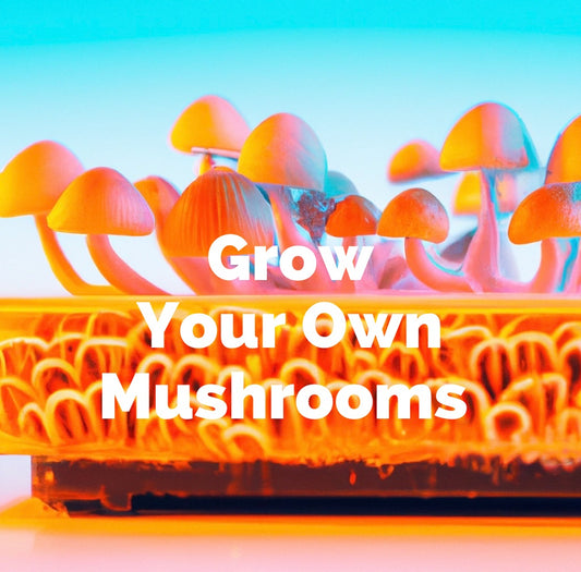 Why MyndShrooms' Mushroom Grow Kits Are the Best Choice for Beginners