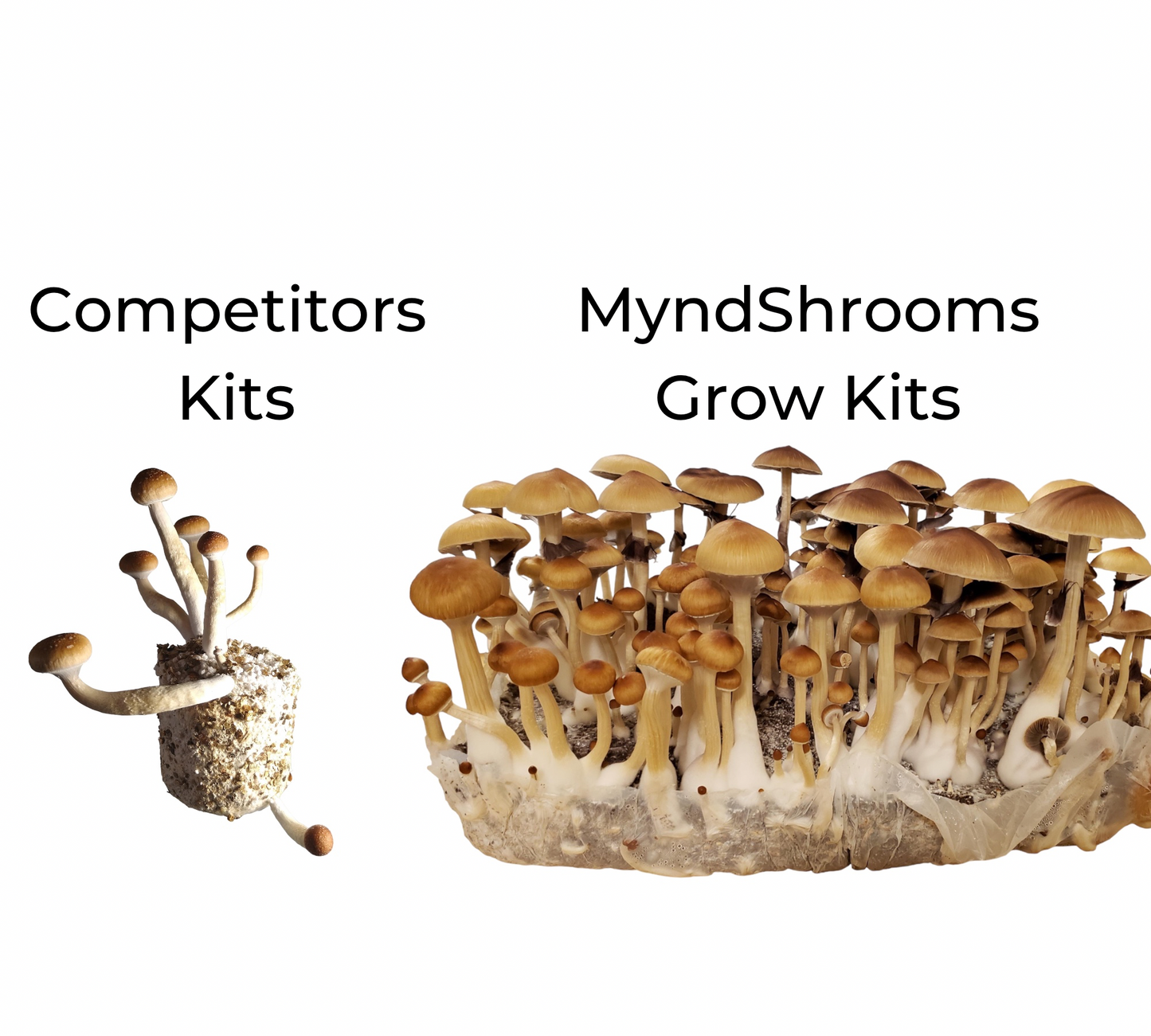 MyndShrooms Beginners Mushroom Growing Kit