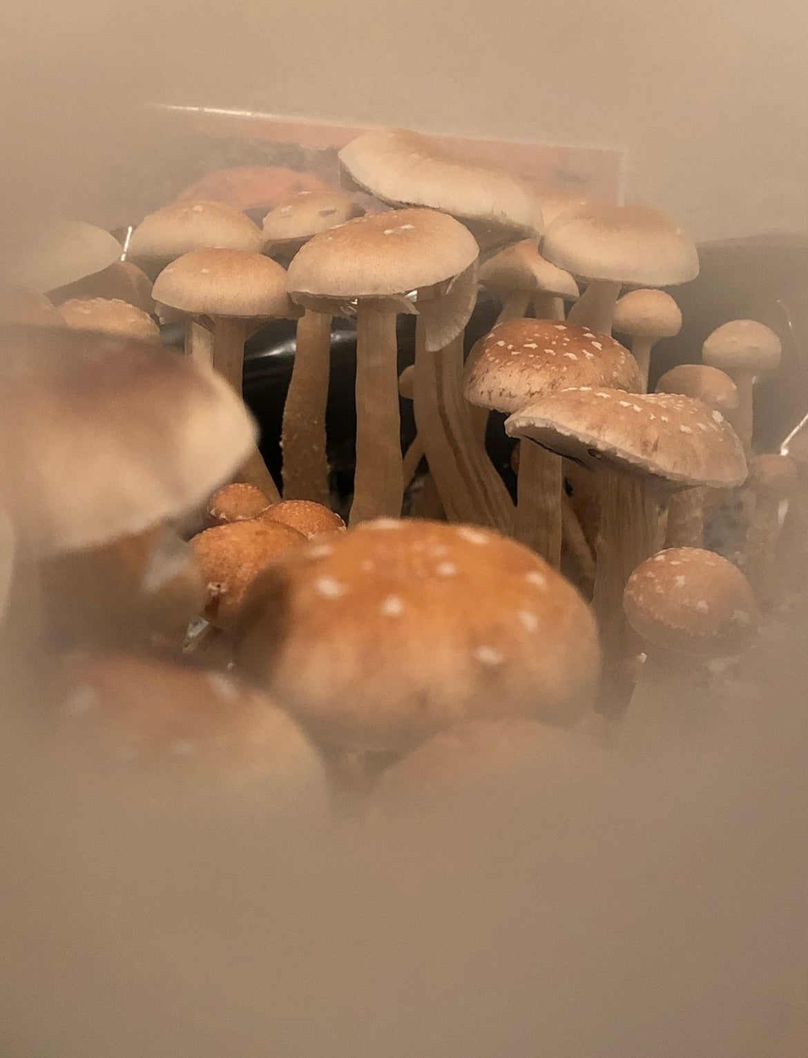 Ultimate Beginners Mushroom Grow Kit | Still Air Box Included