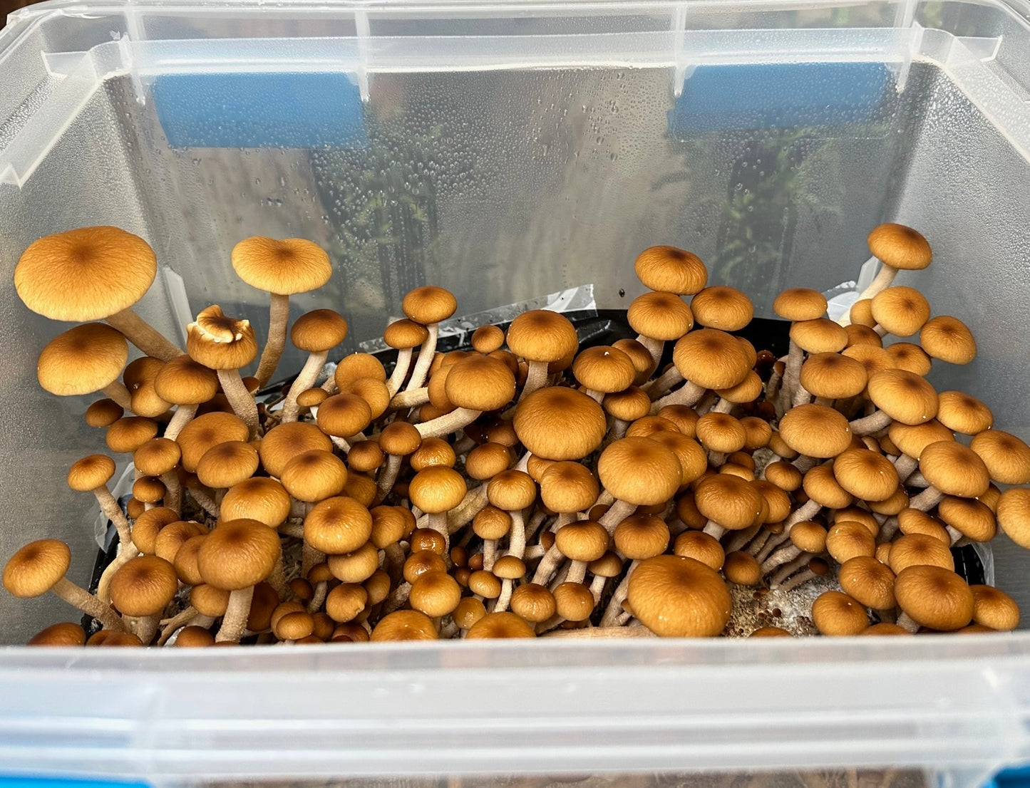MyndShrooms Beginners Mushroom Growing Kit