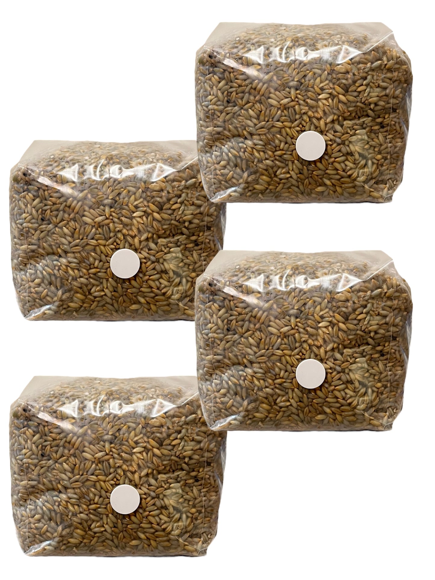 3lb Sterilized Golden Rye Grain Bags (4 Bags)
