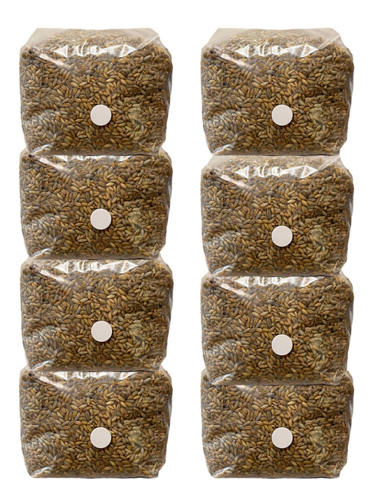 3lb Sterilized Golden Rye Grain Bags (8 Bags)