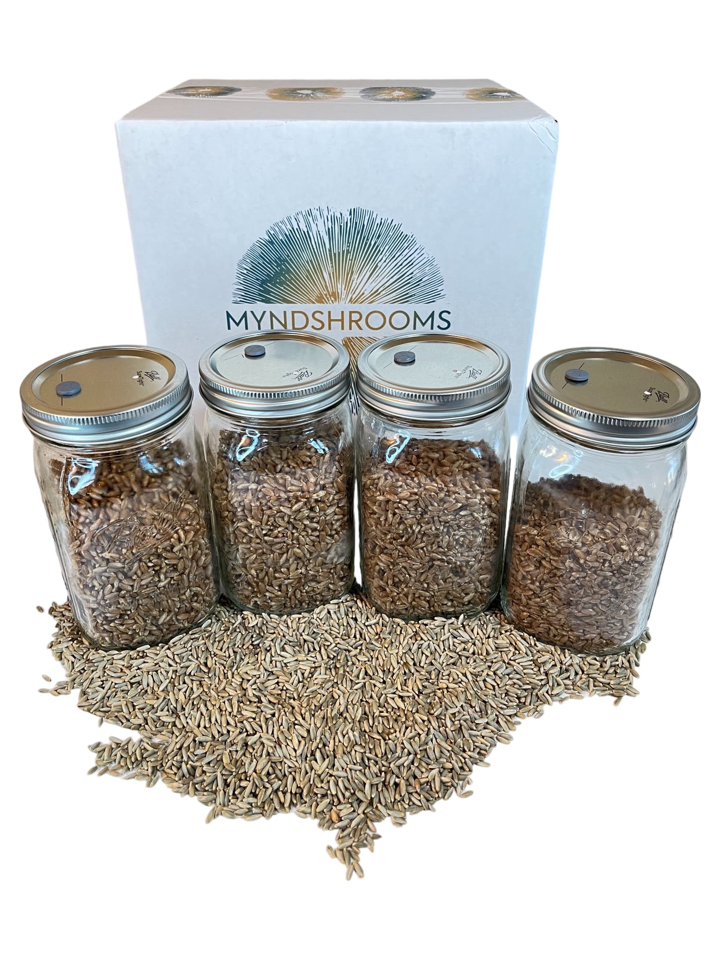 Sterilized Golden Rye Grain Jars (4 Jars)