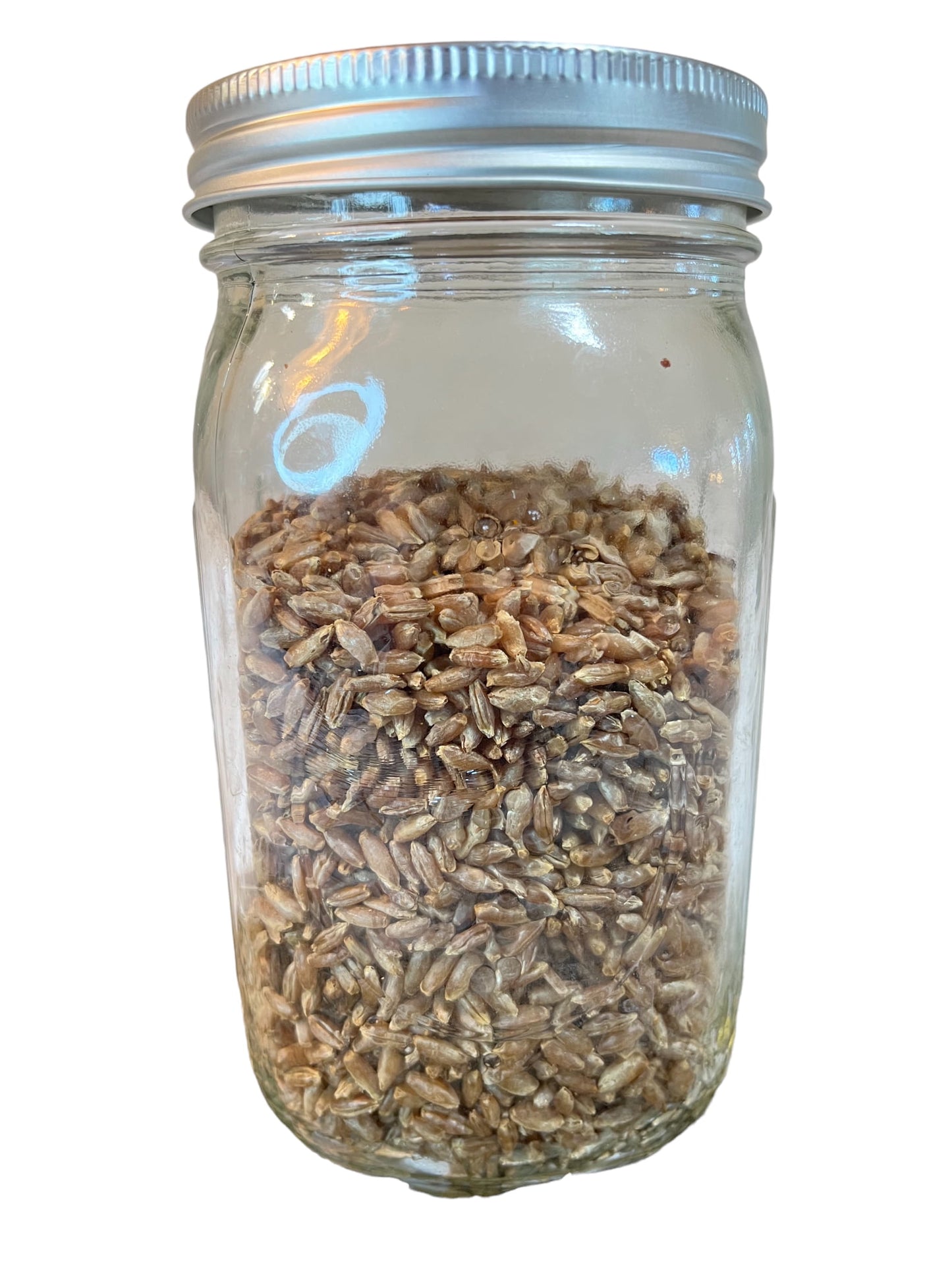 Sterilized Golden Rye Grain Jar