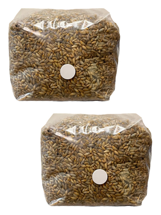 3lb Sterilized Golden Rye Grain Bags (2 Bags)