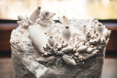 All-in-One MyndSpawn Mushroom Grow Bag
